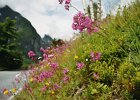 2003060530 balestrand blomster